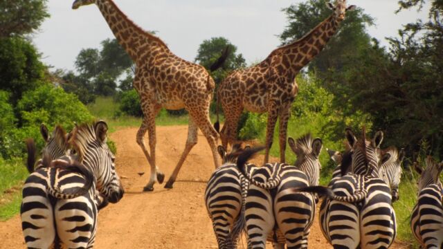 WILDLIFE & SAFARI TOUR